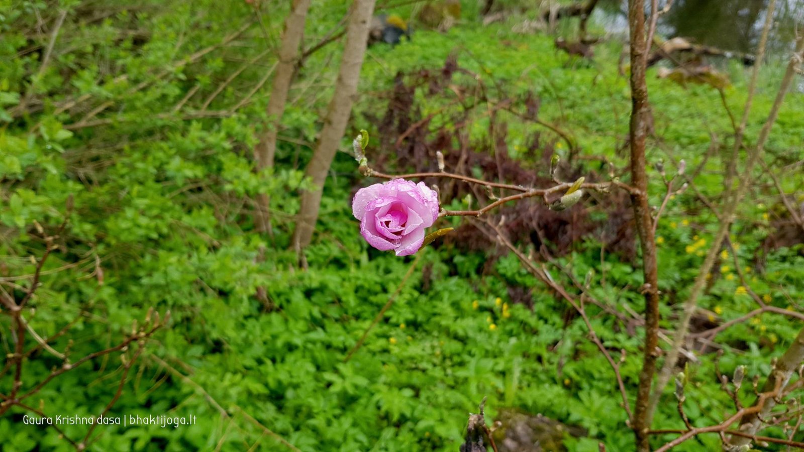  skinderiskio dendrologinis parkas 2021 05 08